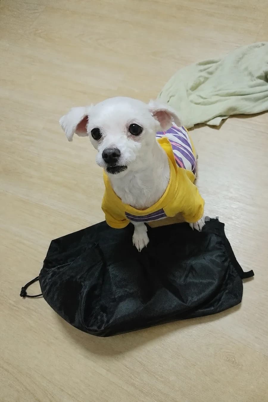 변환 전 강아지 사진